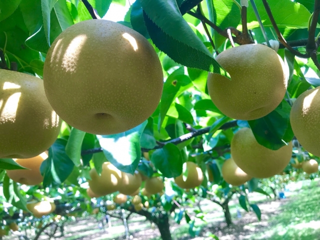 収穫のピークを迎えた梨のイメージ写真