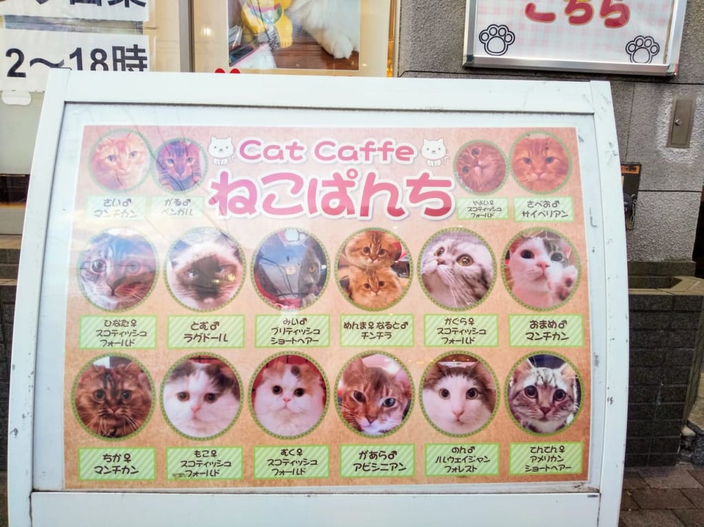 ねこぱんちに在籍の猫たちのお顔ぶれが載った看板