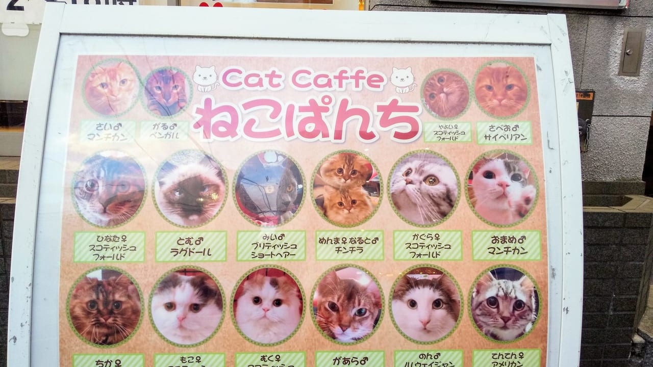 ねこぱんちに在籍の猫たちのお顔ぶれが載った看板