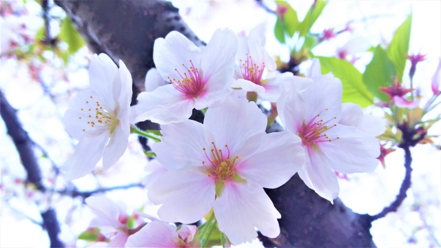 春を告げる桜の開花