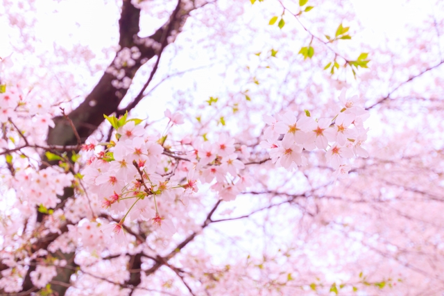 桜まつりのイメージ画像