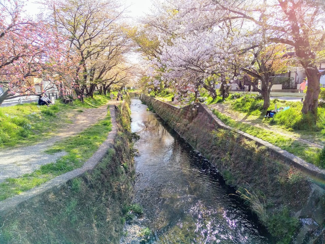 引地川沿いの桜並木