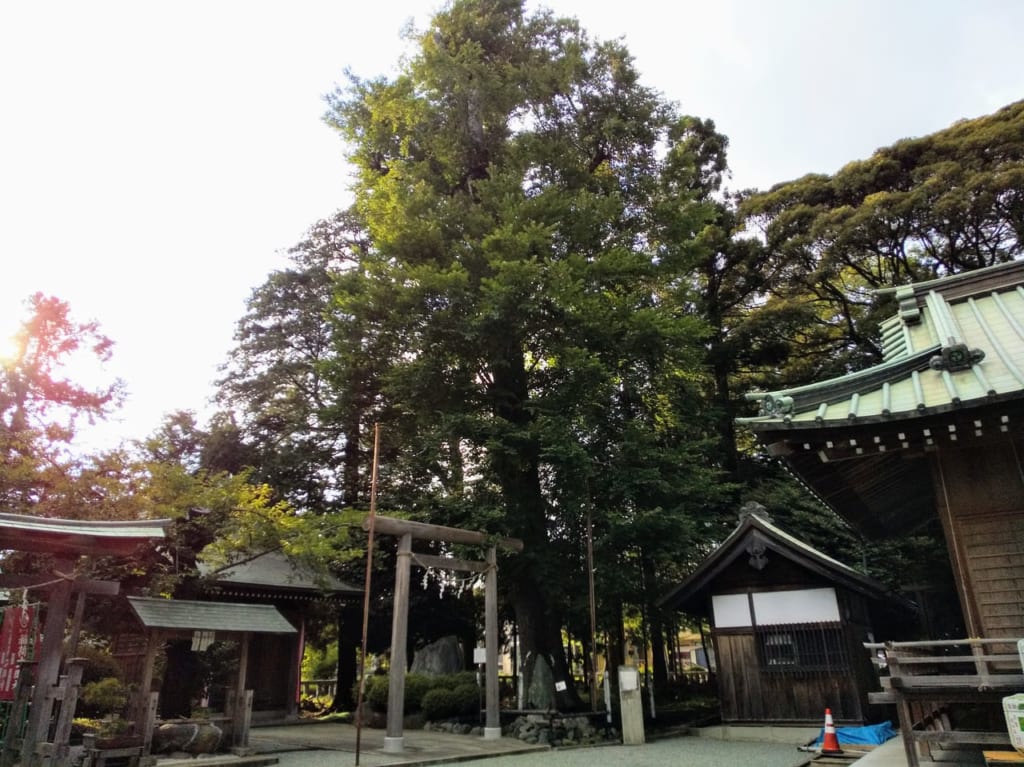 なんじゃもんじゃの木がある深見神社