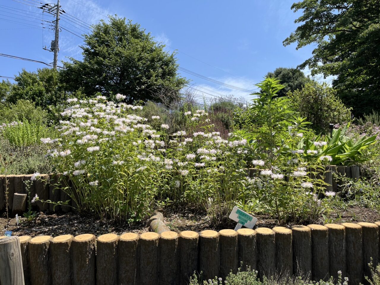 ふれあいの森の6月のハーブ園