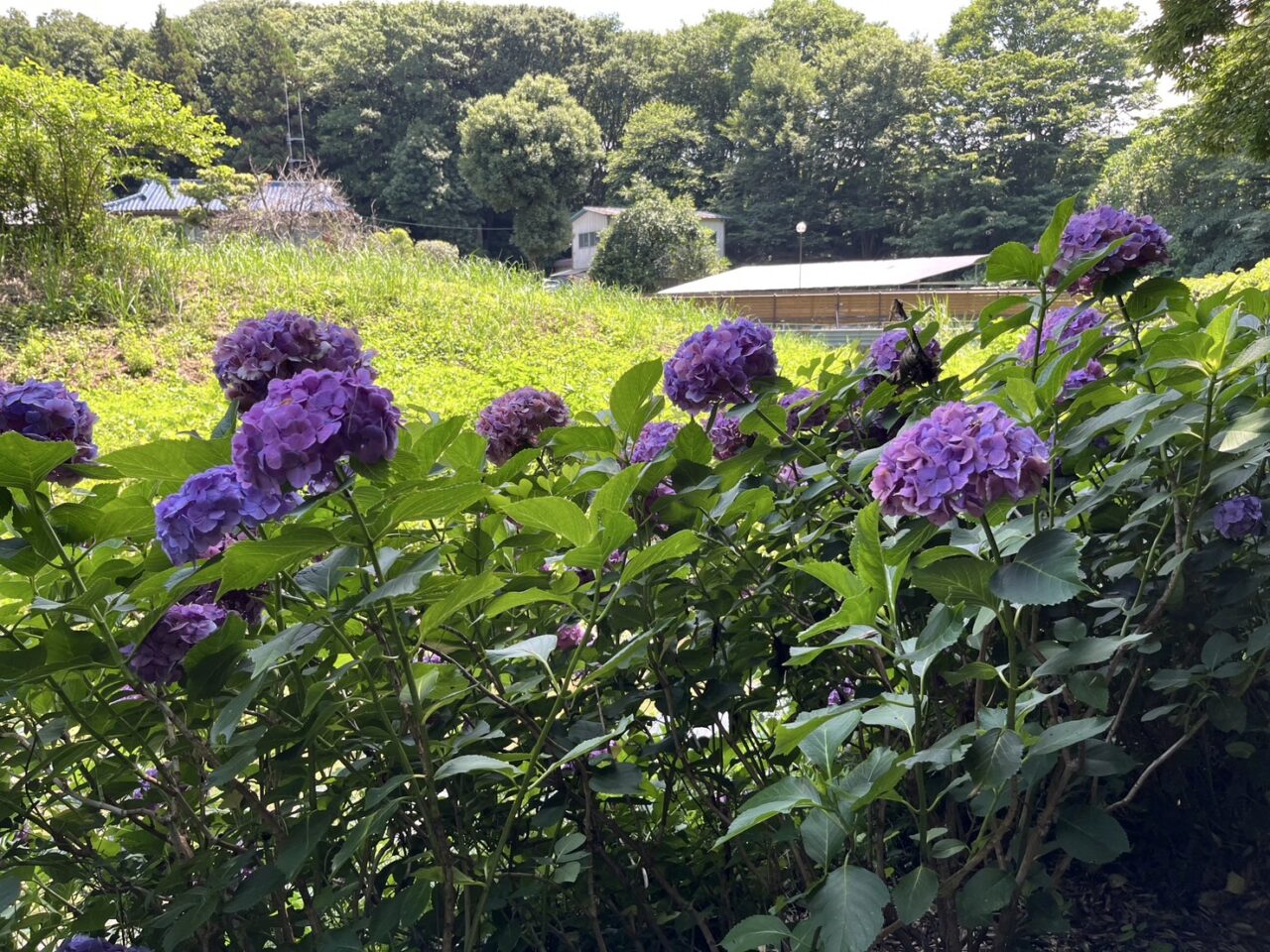 泉の森からふれあいの森の向かう道に咲いたあじさい