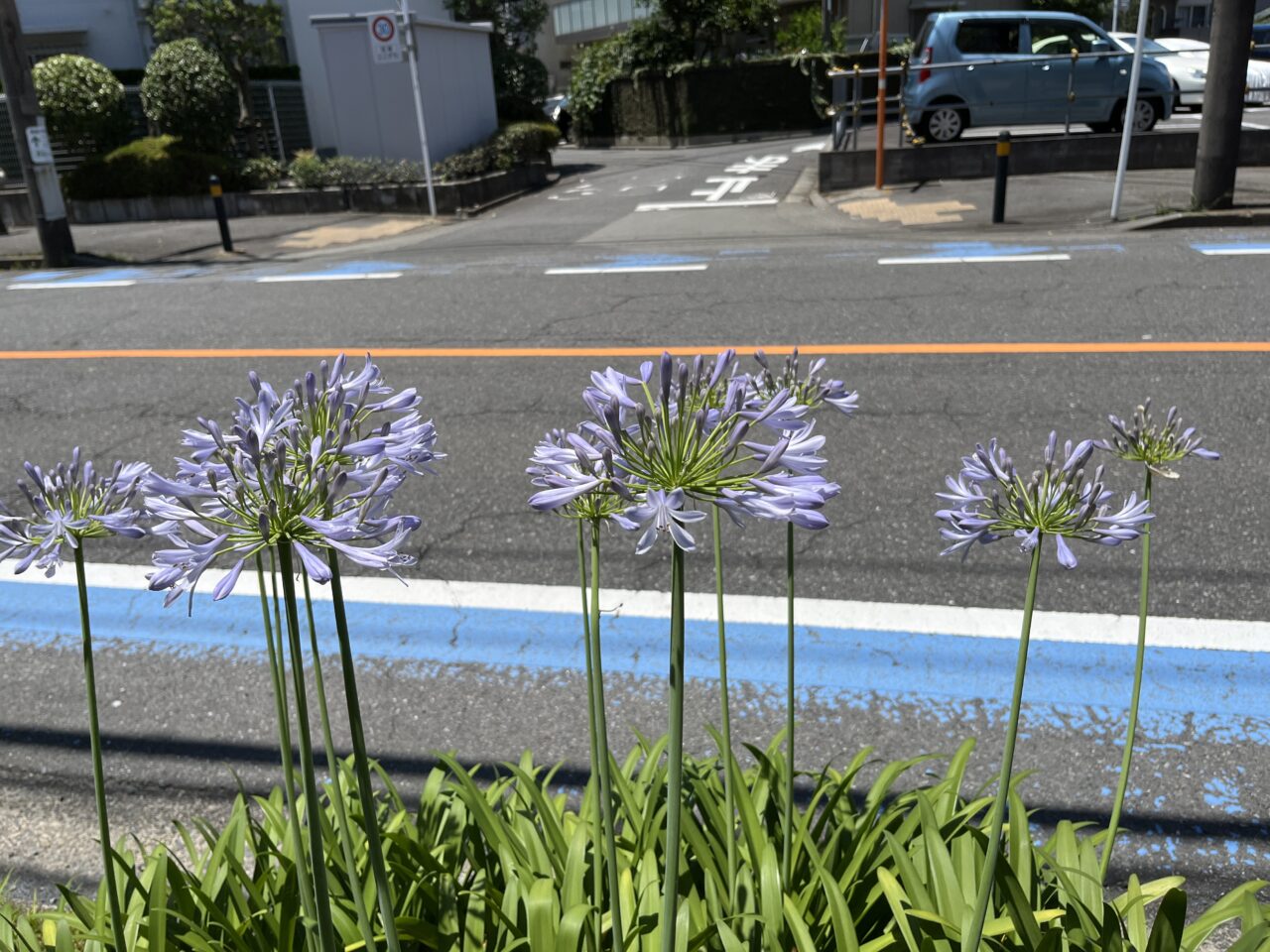松ヶ丘公園の前の街路樹