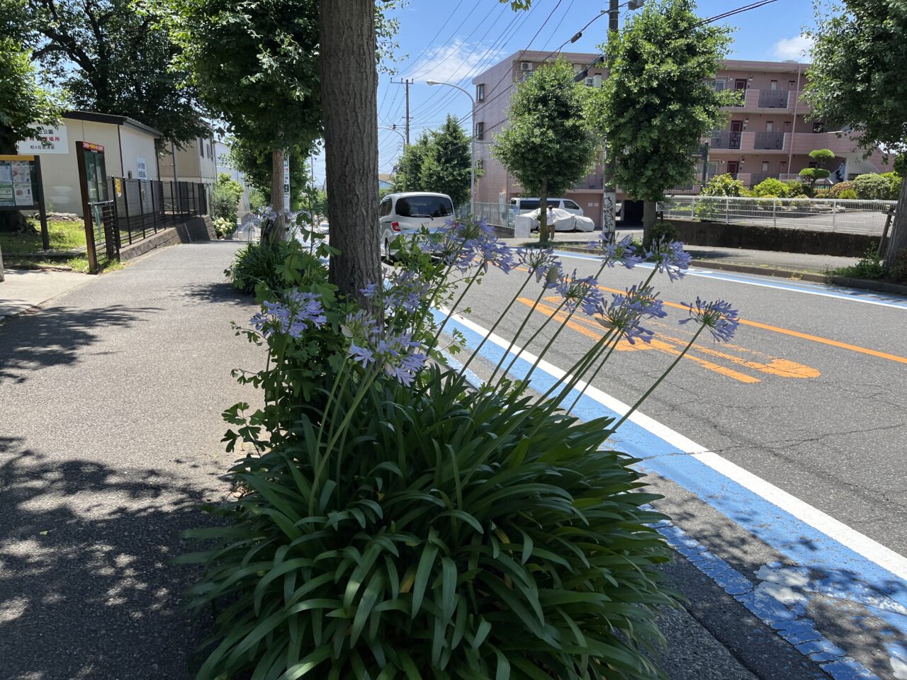 松ヶ丘公園の前の街路樹2