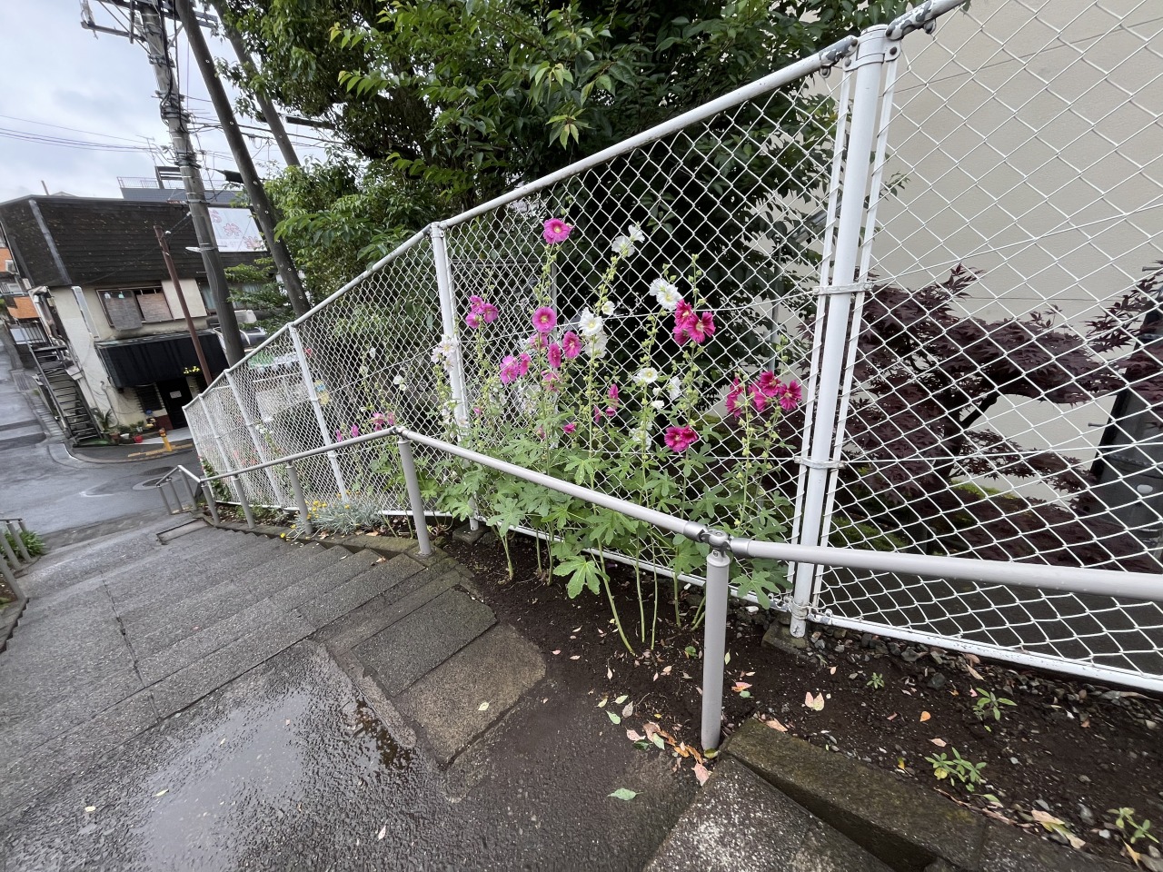 柳橋横の階段に植えられたタチアオイ