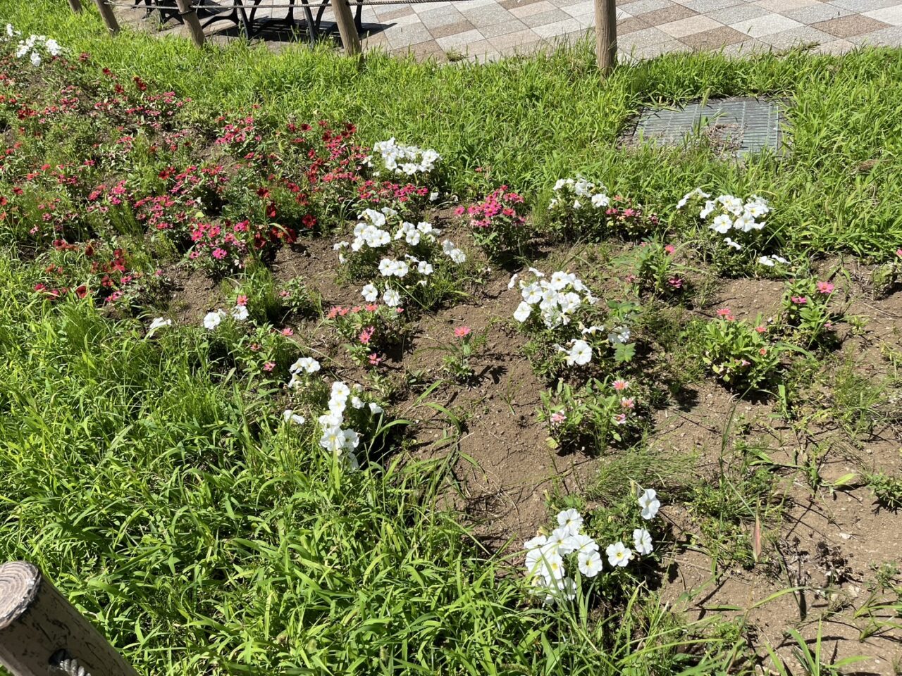 ゆとりの森のバーベキュー広場前にある花壇2