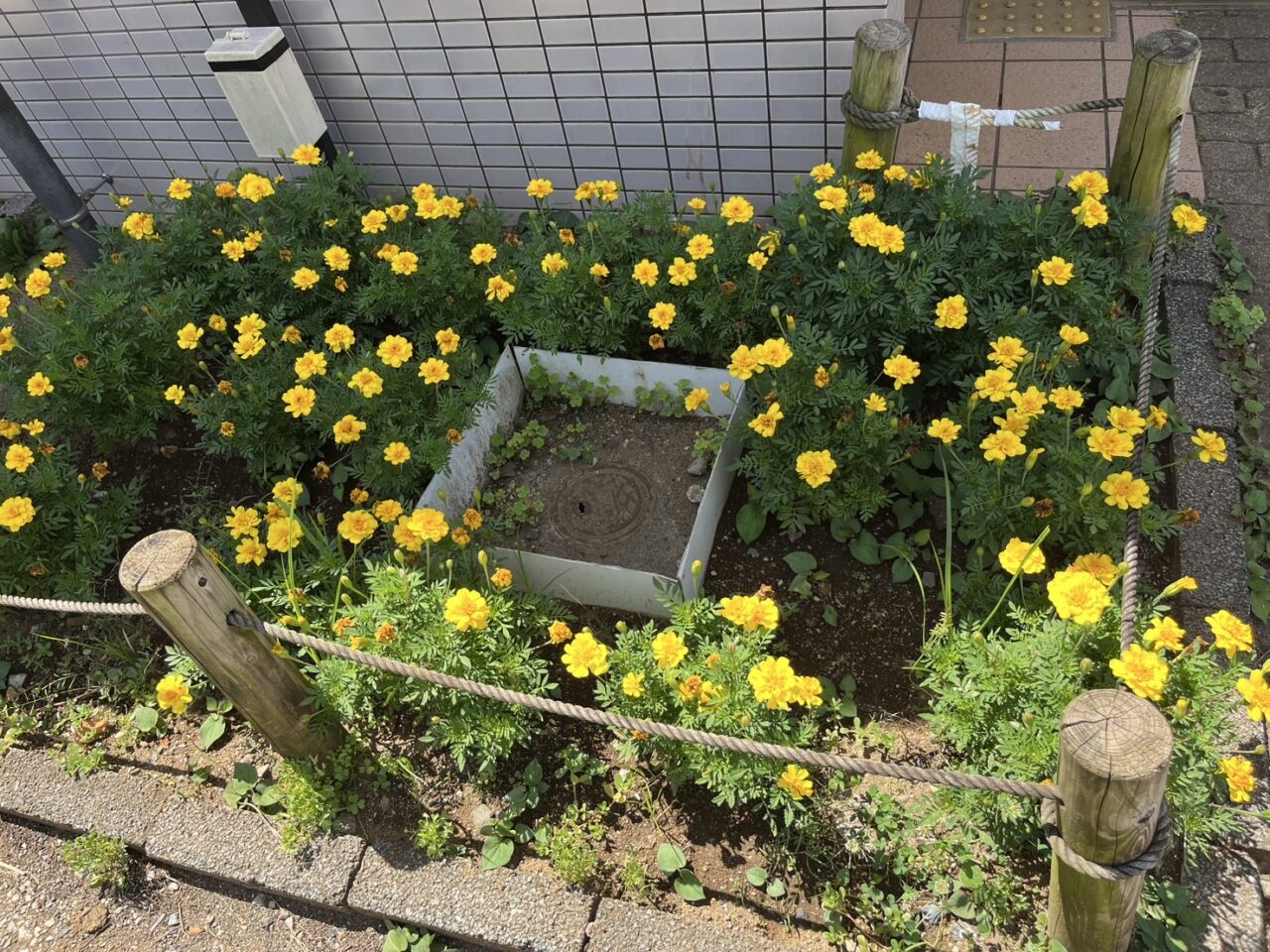 ゆとりの森のわんぱく広場近くの花壇