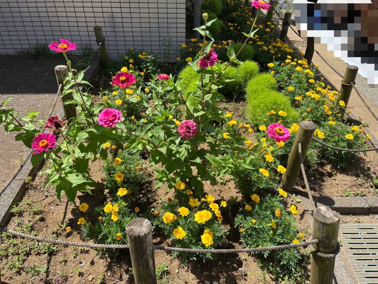 ゆとりの森のわんぱく広場近くの花壇2